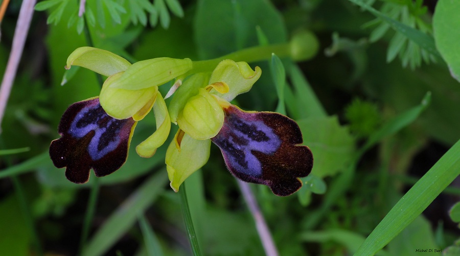 Ophrys iricolor sub. eleonorae